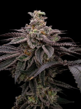 London Pound Cake x Bubba